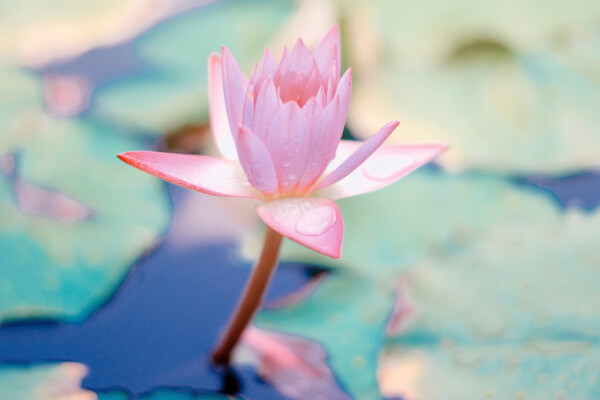 Centro holistico saint germain flor loto suscripcion